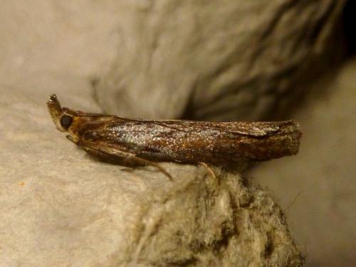 Selagia spadicella