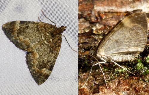 Réf. 191 139 : Dysstroma truncata