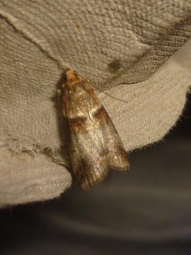 Réf. 191 257 : Acrobasis sp.
