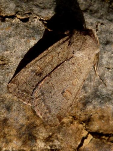 Réf. 191 137 : Xestia castanea