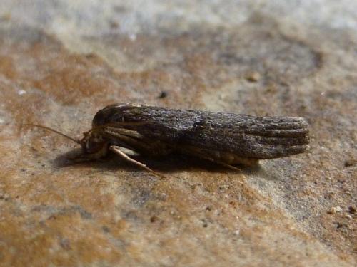 Selagia spadicella