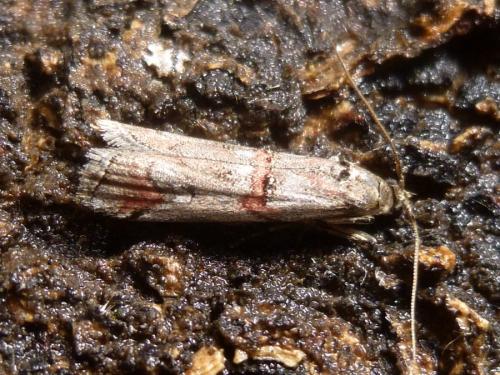 Pempelia palumbella