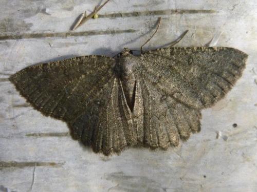 Réf. 191 138 : Charissa obscurata