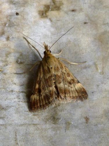 Pyrausta despicata