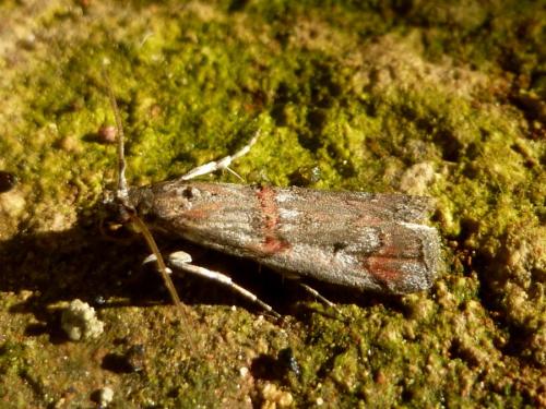 Réf. 191 145 : Pempelia palumbella