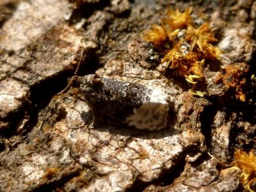 Réf. 191 143 : Apotomis betuletana