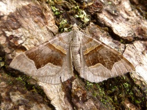 Réf. 191 140 : Scotopteryx moeniata