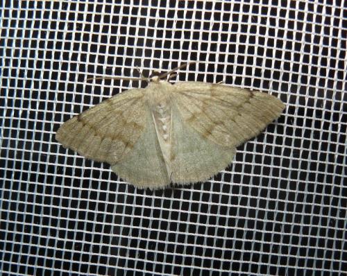 Réf. 191 483 : Pseudoterpna pruinata