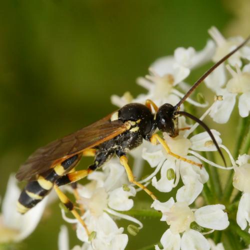 Réf. 191 073 : Ichneumon sarcitorius