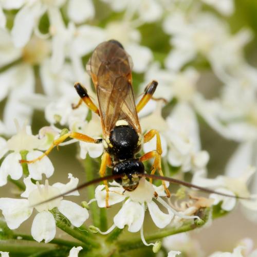 Réf. 191 070 : Ichneumon sarcitorius