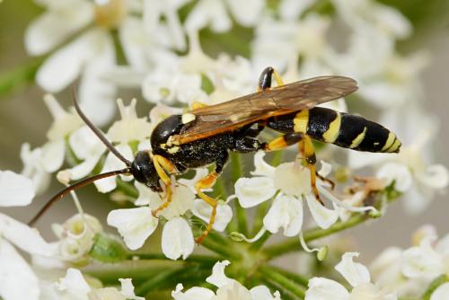 Réf. 191 069 : Ichneumon sarcitorius