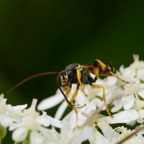 Réf. 191 071 : Ichneumon sarcitorius