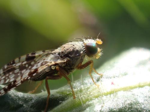 Tephritis conura