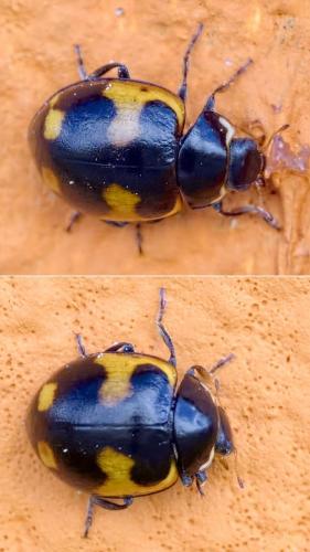 Ceratomegilla alpina