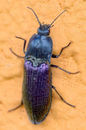 Selatosomus confluens