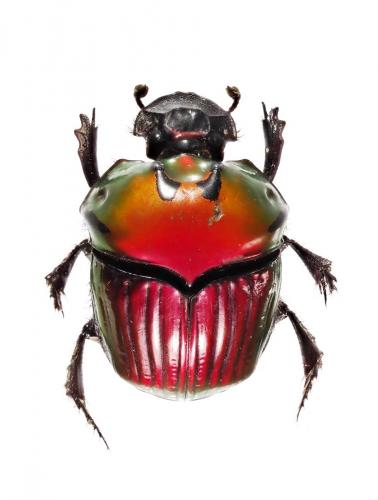 Oxysternon festivum
