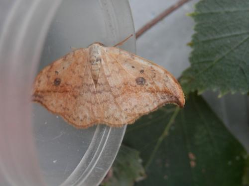 Drepana falcataria