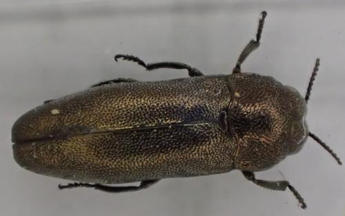 Coraebus elatus