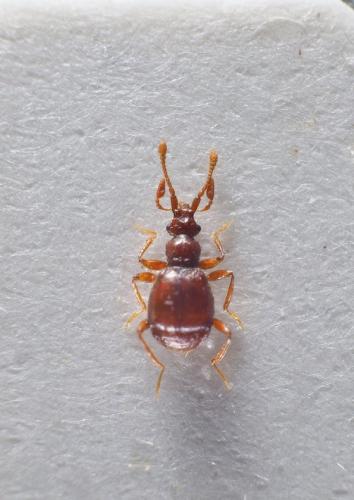 Réf. 191 700 : Glyphobythus sp.