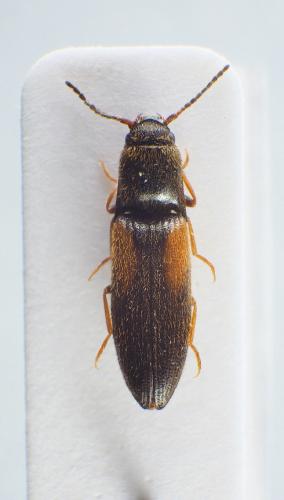 Idolus picipennis