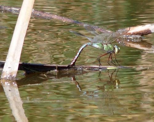 Anax imperator