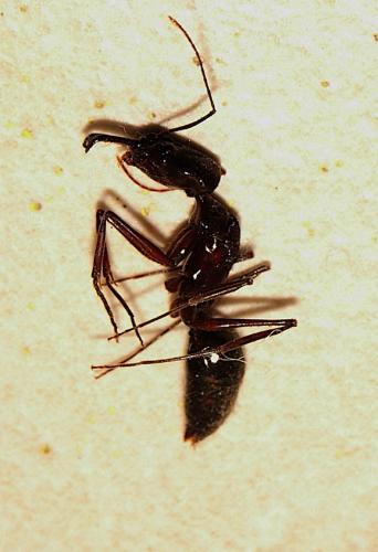 Réf. 191 797 : Odontomachus chelifer