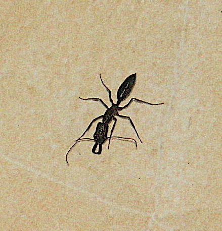 Réf. 191 796 : Odontomachus chelifer