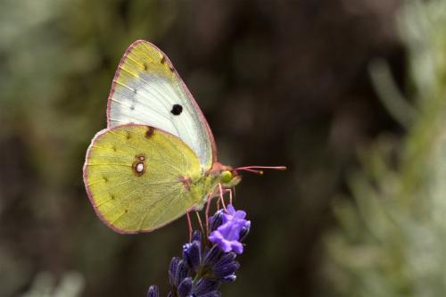 Colias sp.