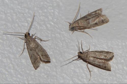 Réf. 191 588 : Nyctegretis sp.