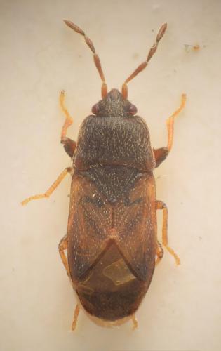 Réf. 191 089 : Plinthisus ptilioides