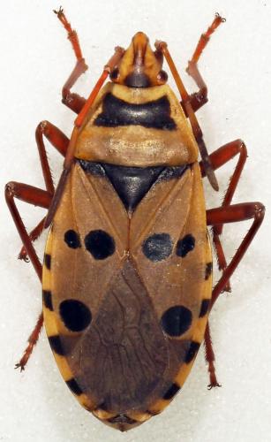 Probergrothius sexpunctatus
