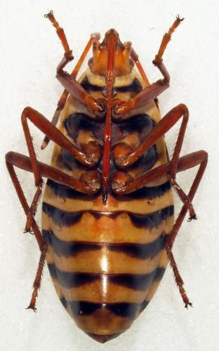 Probergrothius sexpunctatus