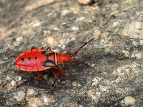 Probergrothius sexpunctatus