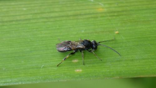 Ascogaster sp.