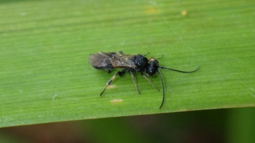 Réf. 191 702 : Ascogaster sp.