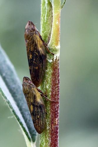 Aphrophora (salicina-pectoralis)