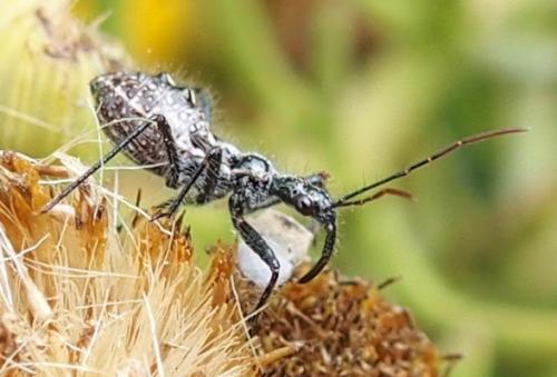 Réf. 191 495 : Coranus sp.
