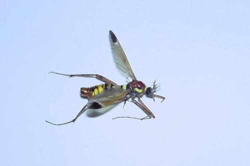 Réf. 191 864 : Ctenophora ornata