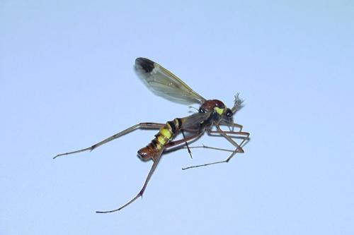 Réf. 191 863 : Ctenophora ornata