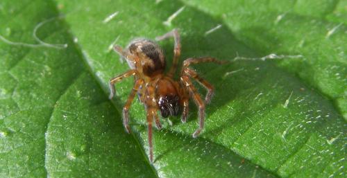 Réf. 191 756 : Amaurobius sp.