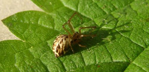 Réf. 191 757 : Linyphia sp.