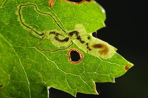 Stigmella hybnerella