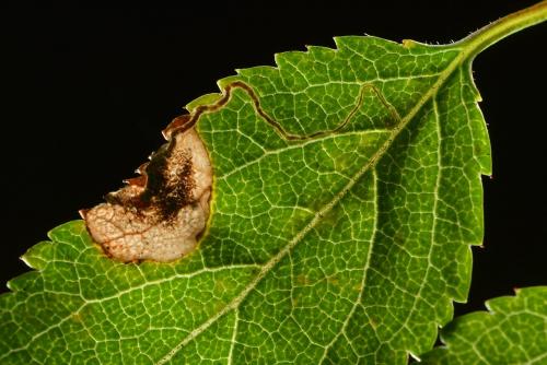 Réf. 191 573 : Stigmella plagicolella