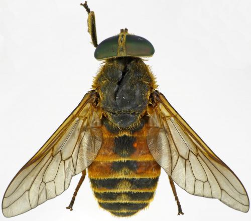 Philipomyia aprica