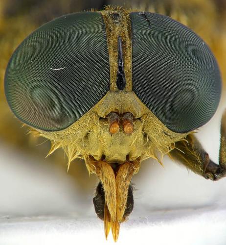 Philipomyia aprica