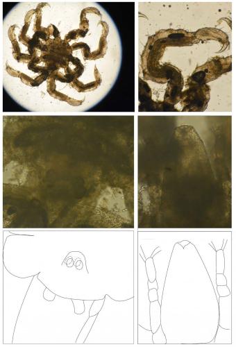 Tanystylum orbiculare
