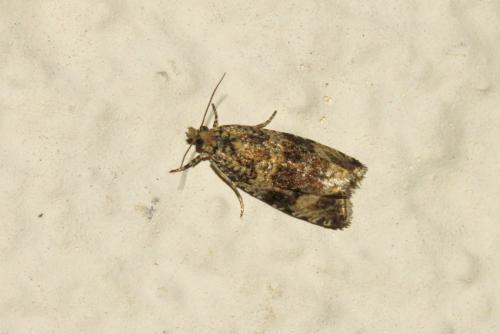 Réf. 191 735 : Celypha lacunana