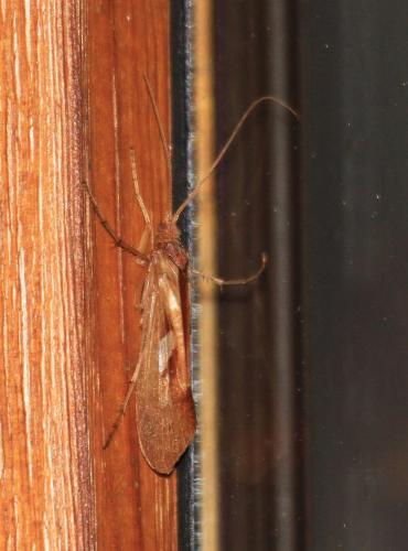 Réf. 191 905 : Limnephilus rhombicus