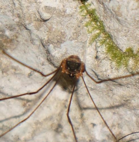 Réf. 191 608 : Leiobunum apenninicum