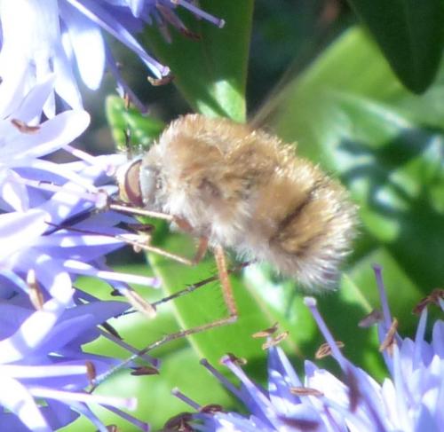 Bombylius sp.